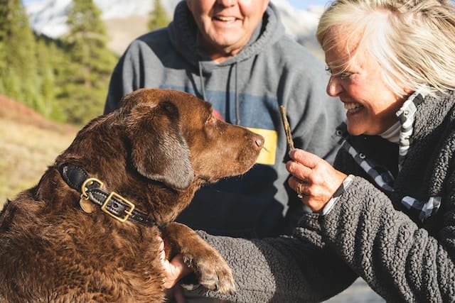 Chien qui donne la patte à une femme