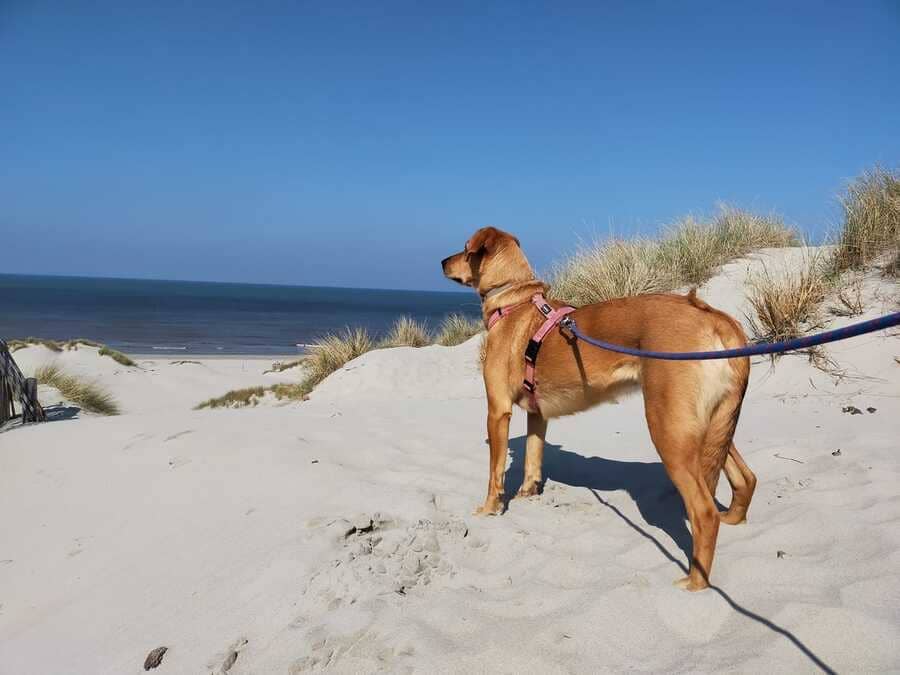 chien sur une plage de la Réunion