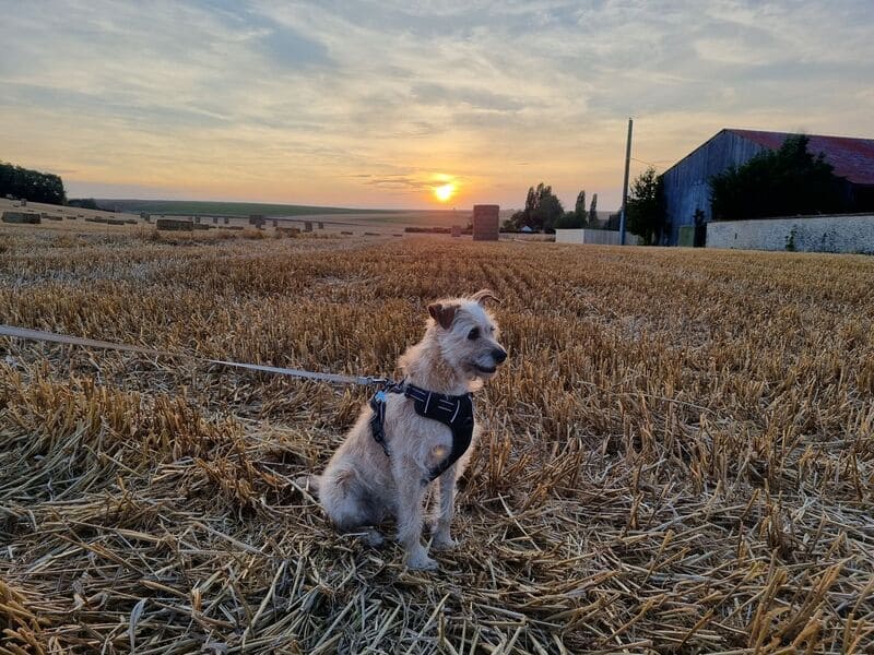 chien dans un champs avec un soleil couchant