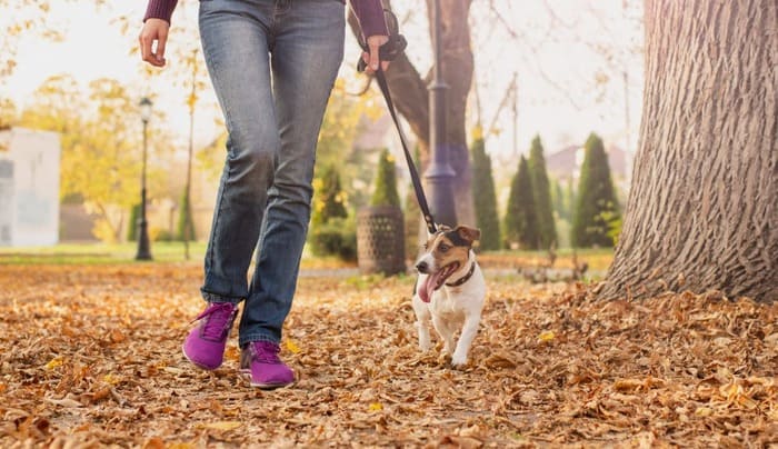 promenade d'un chien dans un parc