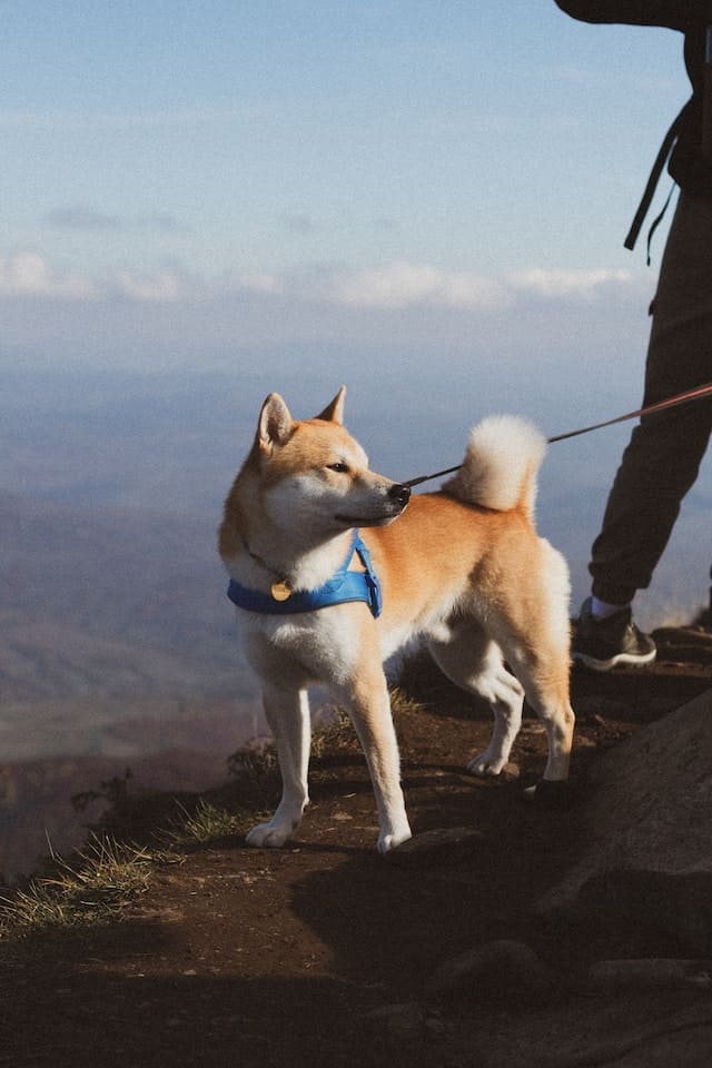 Chien avec un harnais sur une montagne