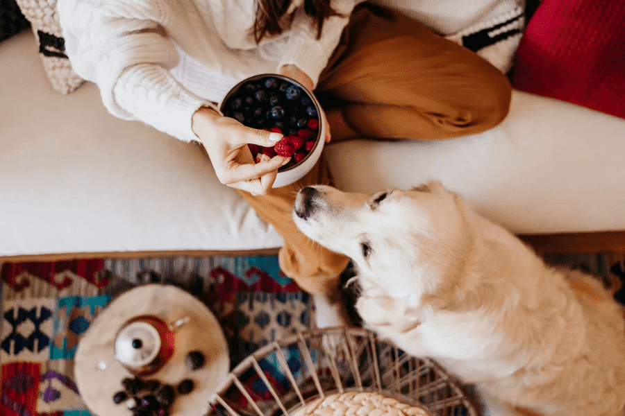 Chien qui mange un fruit rouge