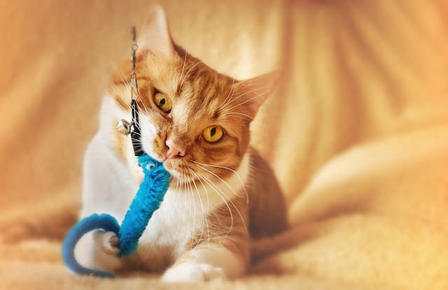 Chat qui joue avec un jouet