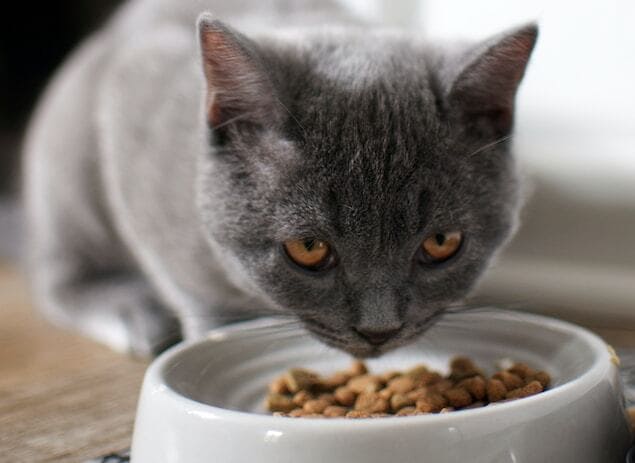 chat gris qui mange des croquettes