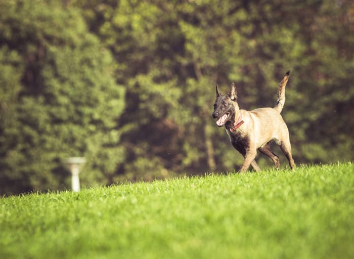 chien malinois dans l'herbe