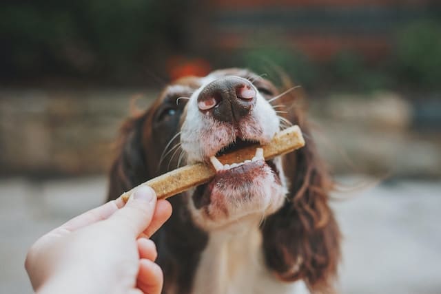 Chien qui mange une friandise éco-responsable