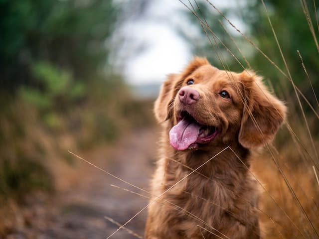 Chien golden retriever en pleine forêt