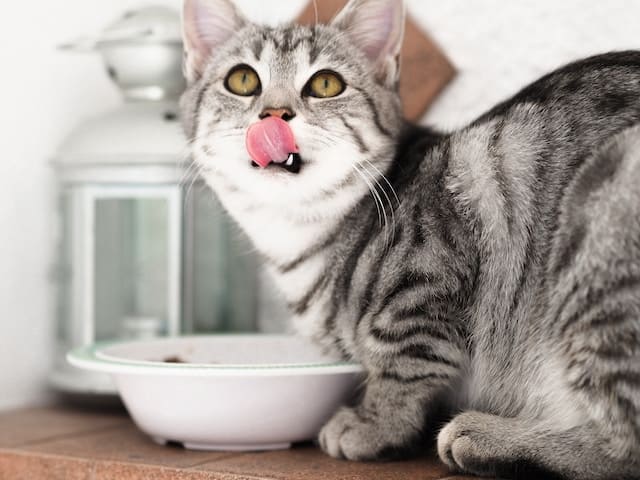 chat gris qui se lèche les babines en mangeant