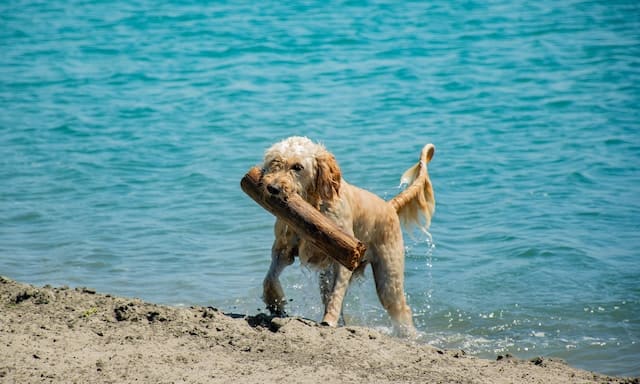 Chien qui sort de l'eau avec un bâton