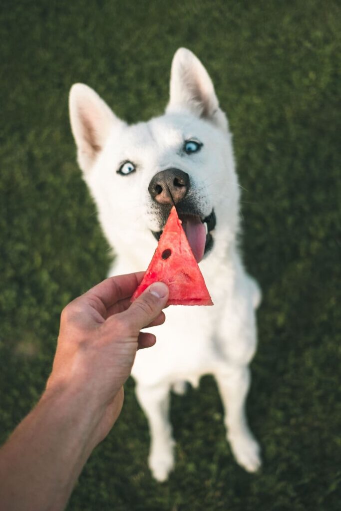 chien blanc avec un morceau de pastèque devant lui