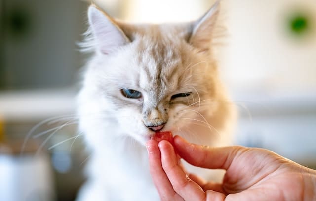 chat blanc qui mange dans la main