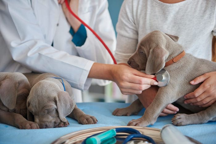 deux chiots chez le vétérinaire