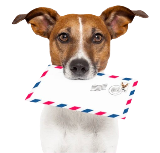 chien avec une enveloppe