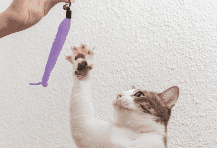 chat qui joue avec un jouet violet tenu par une main