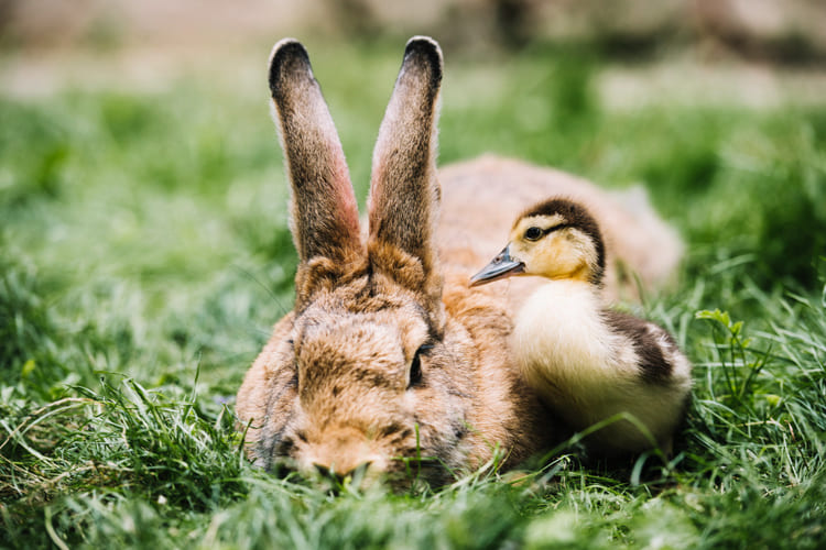 Un lapin et un caneton dans l'herbe