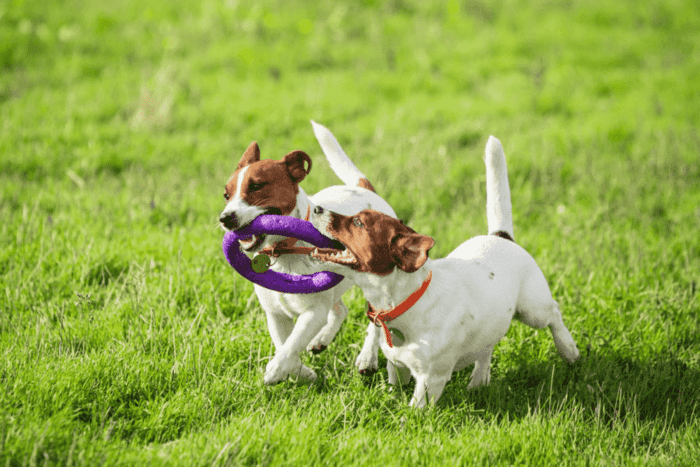 deux chiens qui jouent dans l'herbe avec le même jouet