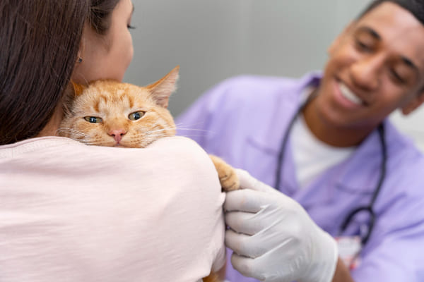 Vétérinaire qui ausculte un chat dans les bras d'une femme