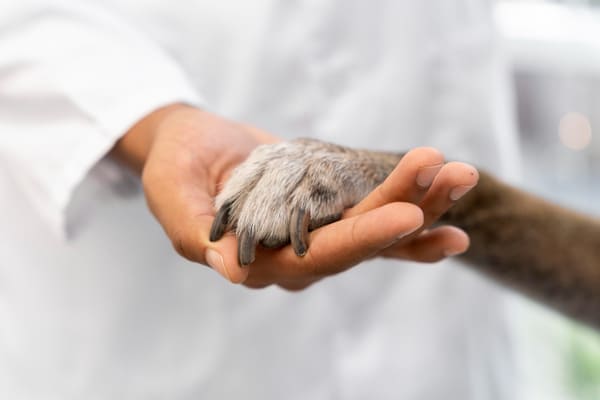 Patte posée sur une main de vétérinaire