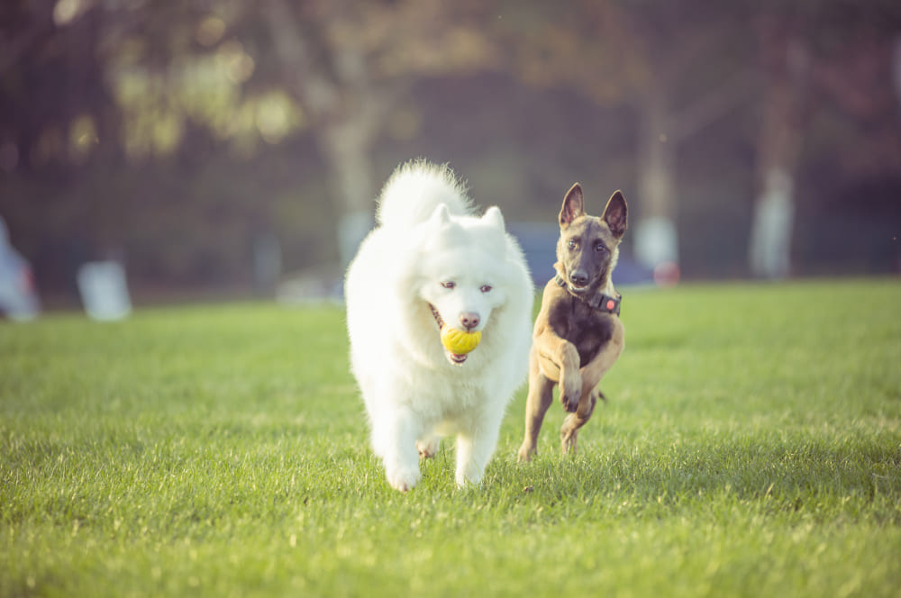 Deux chiens qui cours ensemble avec une balle