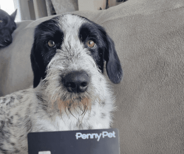 Chien de la communauté Sayan