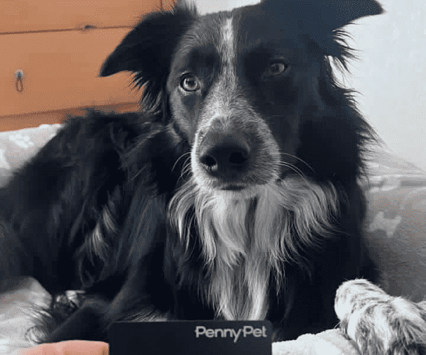 Chienne de la communauté Sia