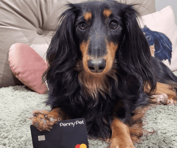 Chienne de la communauté Romy