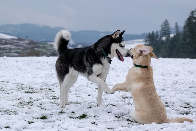 Deux chiens qui jouent ensemble avec un décor enneigé