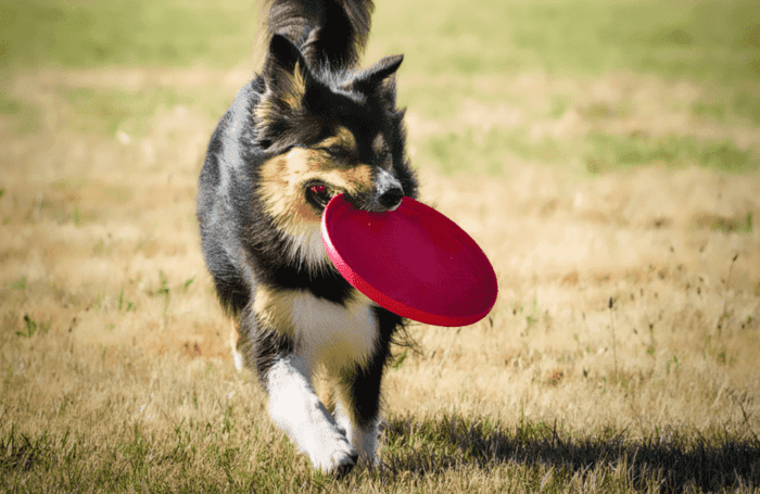 chien dans un jardin qui joue avec un frisbee