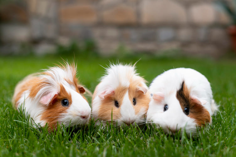 Trois cochons d'inde dans l'herbe