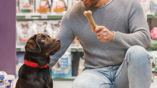 chien qui regarde un os dans un magasin pour animaux