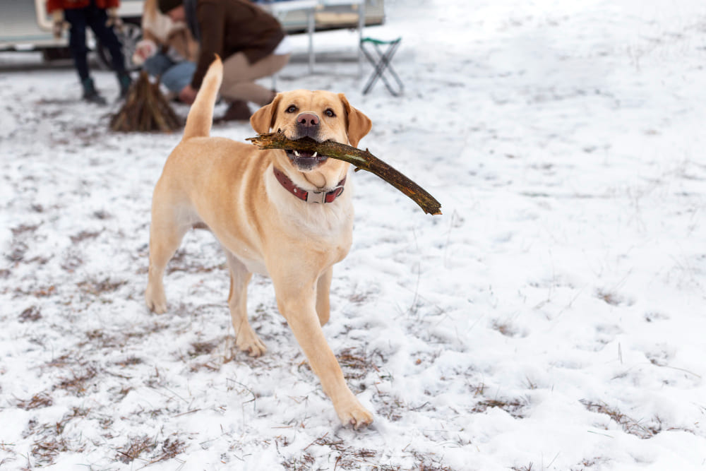 labrador avec un bâton dans la neige