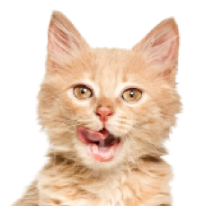 chat roux qui tire la langue