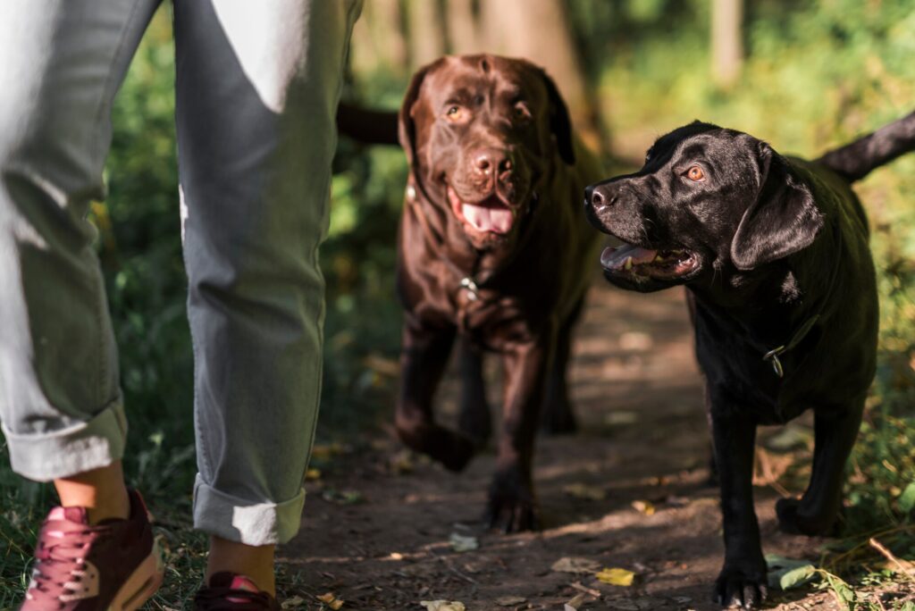 Deux labradors en forêt