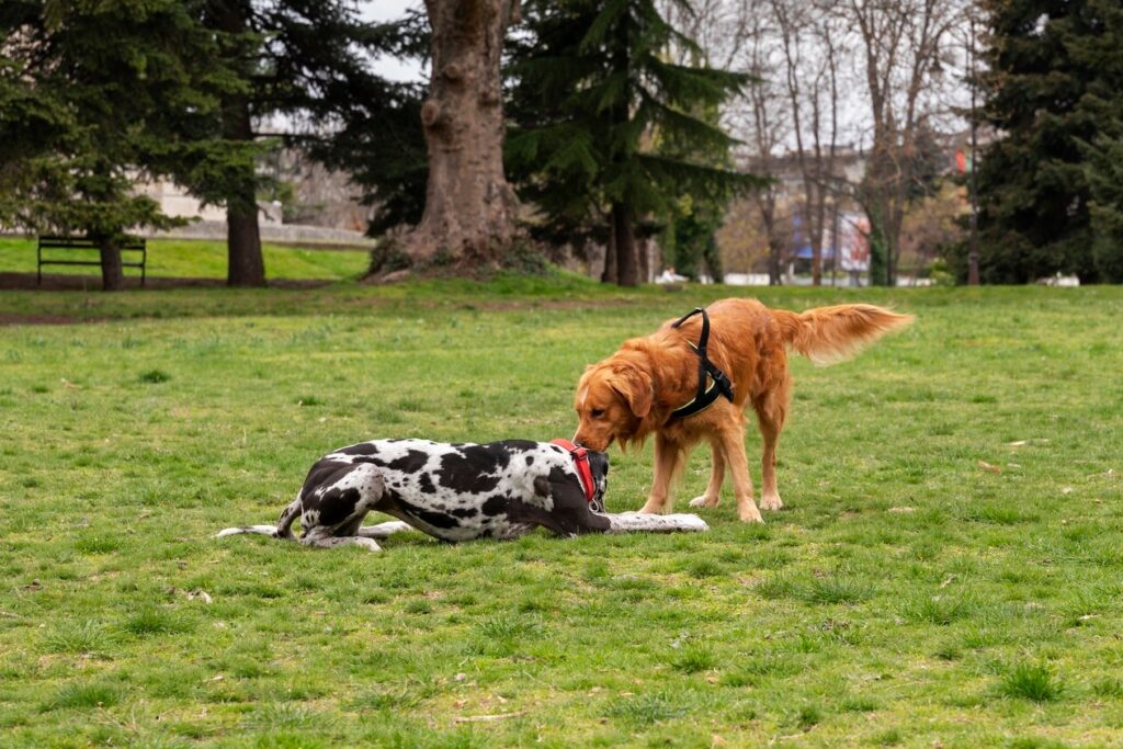 Deux chiens qui jouent ensemble au parc