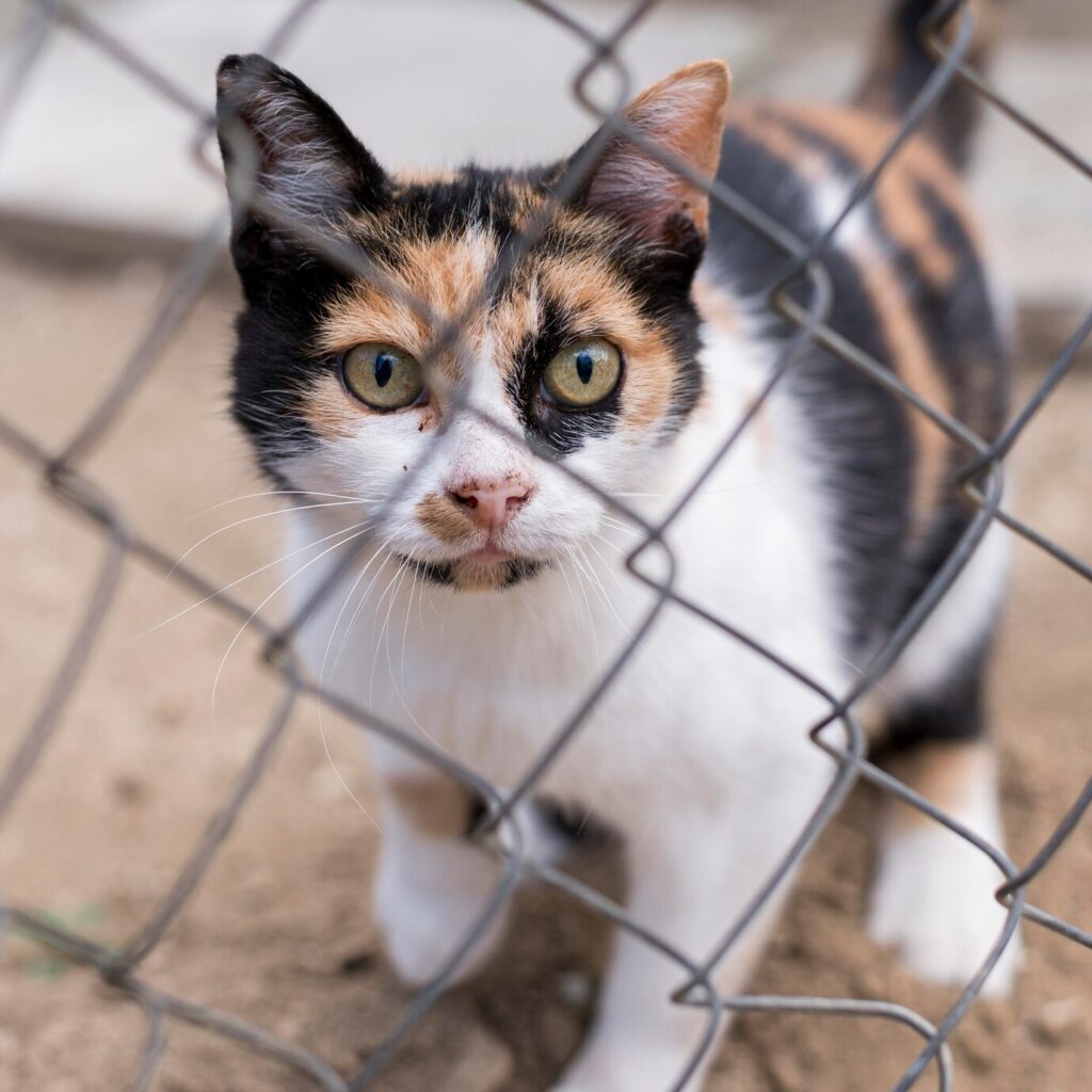 Chat dans un refuge derrière un grillage