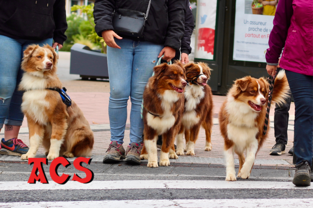 L'association Les Chiens du Silence