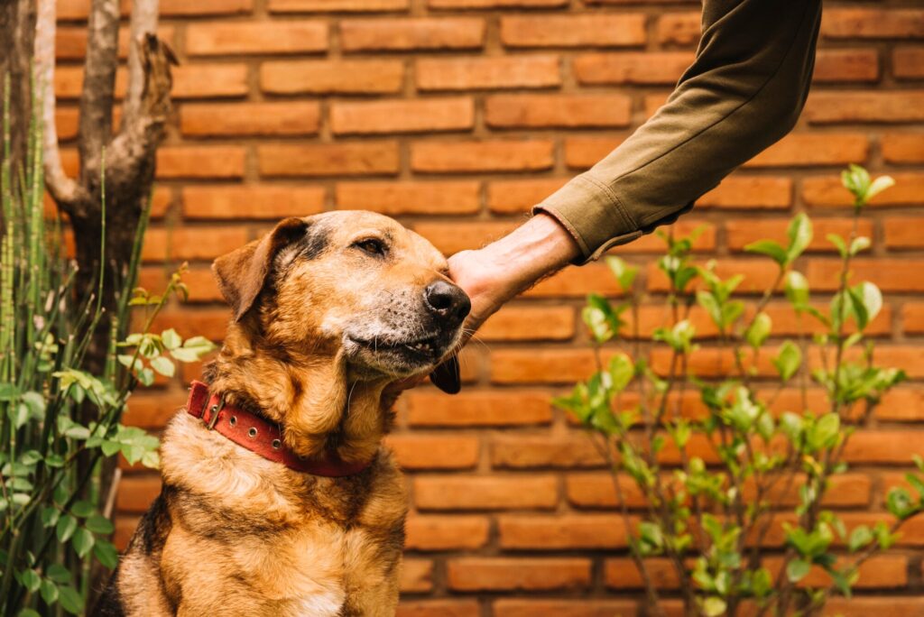 chien qui se fait caresser la tête