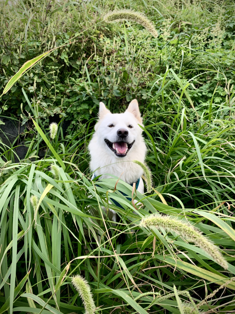 chien blanc au milieu de la nature