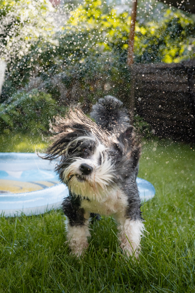 chien blanc et noir qui se secoue