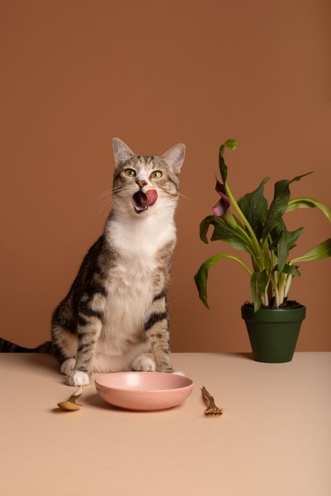 chat qui se lèche les babines