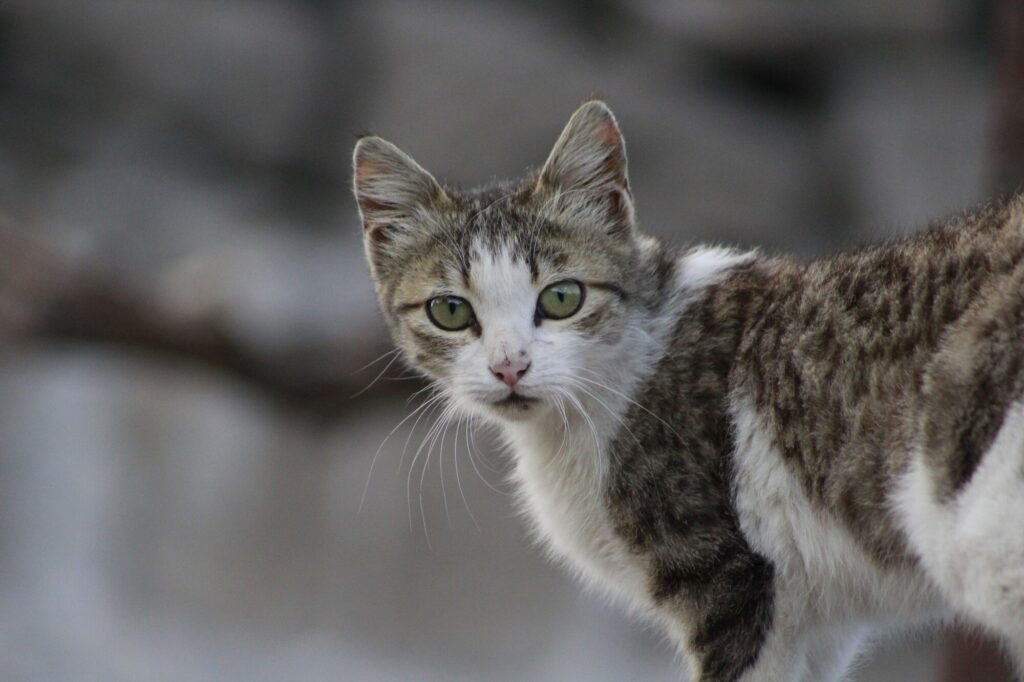 Un chat dans la rue