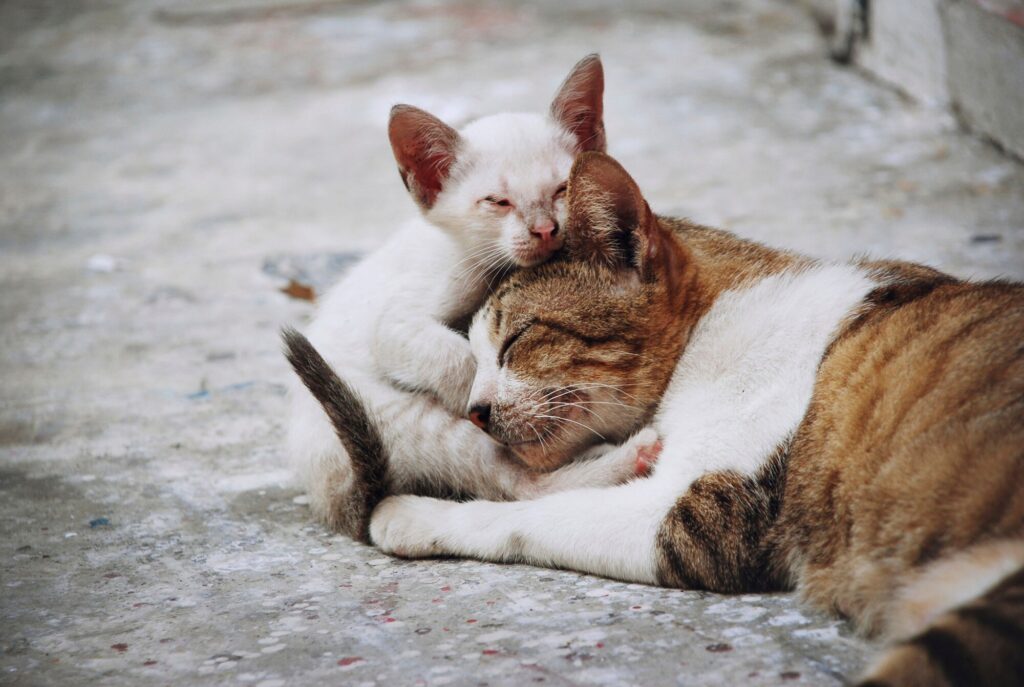 Un chat et un chaton dans la rue