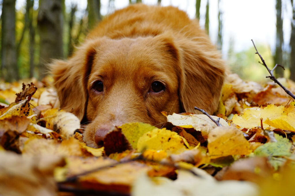 Golden retriever allongé dans les feuilles d'automne