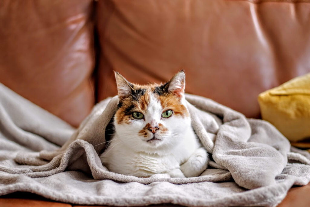 Chat sur un plaid sur un canapé en cuir