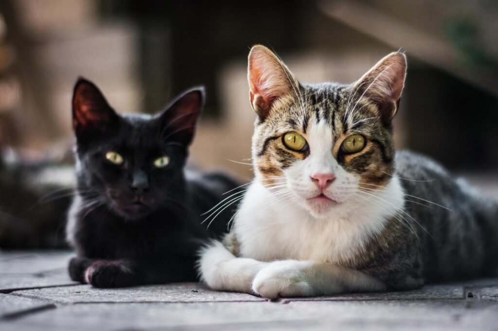 Deux chats allongés dehors qui regardent l'objectif