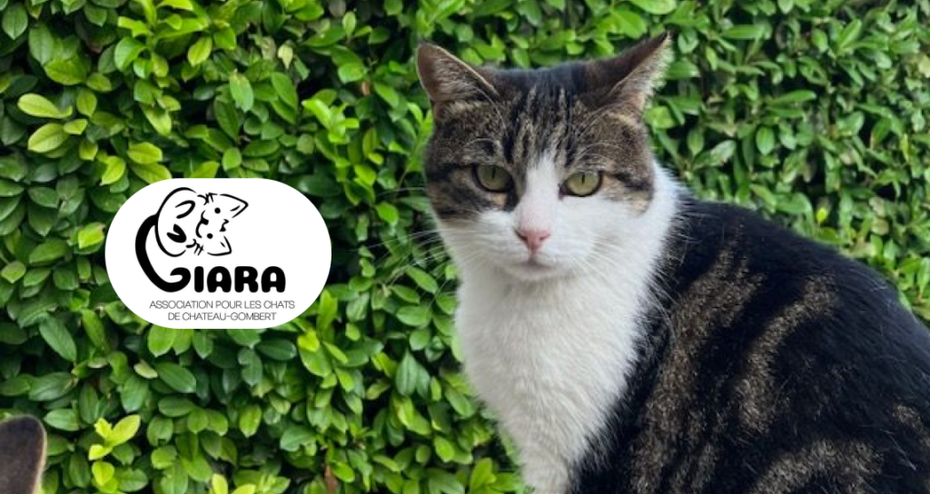 chat de l'association Ciara