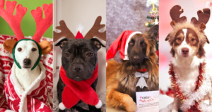 Photos de chiens en déguisement de Noël