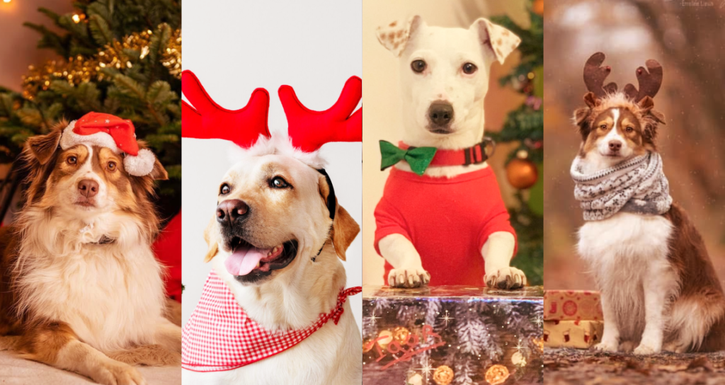 Photos de chiens en déguisement de Noël