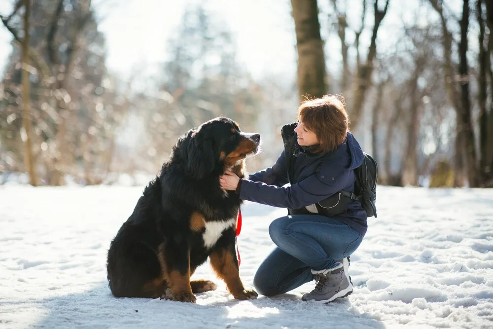 Image d'un bouvier bernois dans une forêt enneigée avec une femme assise à côté de lui