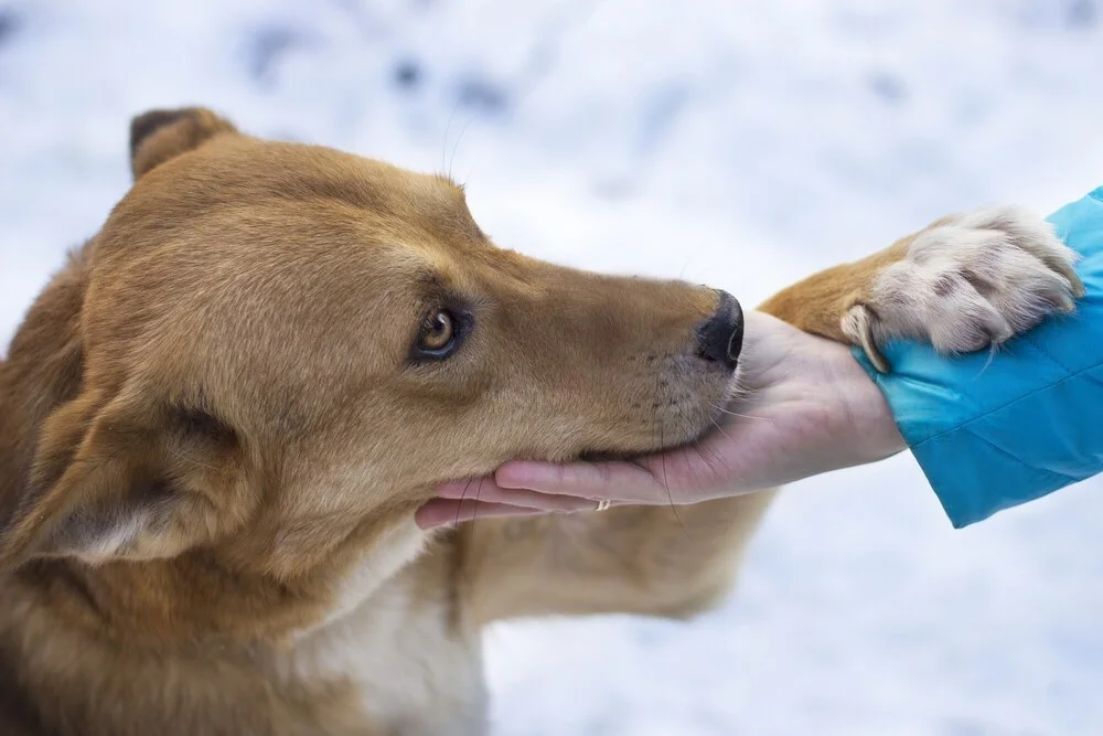 Image d'un chien brun qui donne la patte dans la main d'une femme